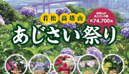 若松あじさい祭り2025｜7万株の花が彩る高塔山の初夏