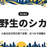 野生のシカ|小倉北区日明方面で目撃、近づかず避難を